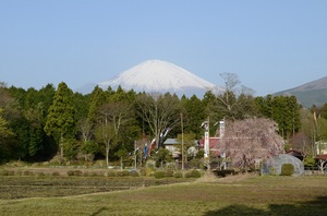 130416fujisankoinobori.JPG